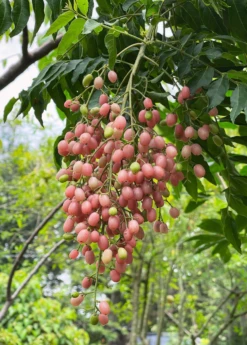 Pink Wampee (Clausena Excavata) -Plant Seed Store pinkwampee 2