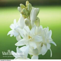 Polianthes Tuberosa 'The Pearl' -Plant Seed Store polianth tub1