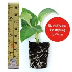 Osteospermum 'Falling Stars'™ -Plant Seed Store postiplugsize37