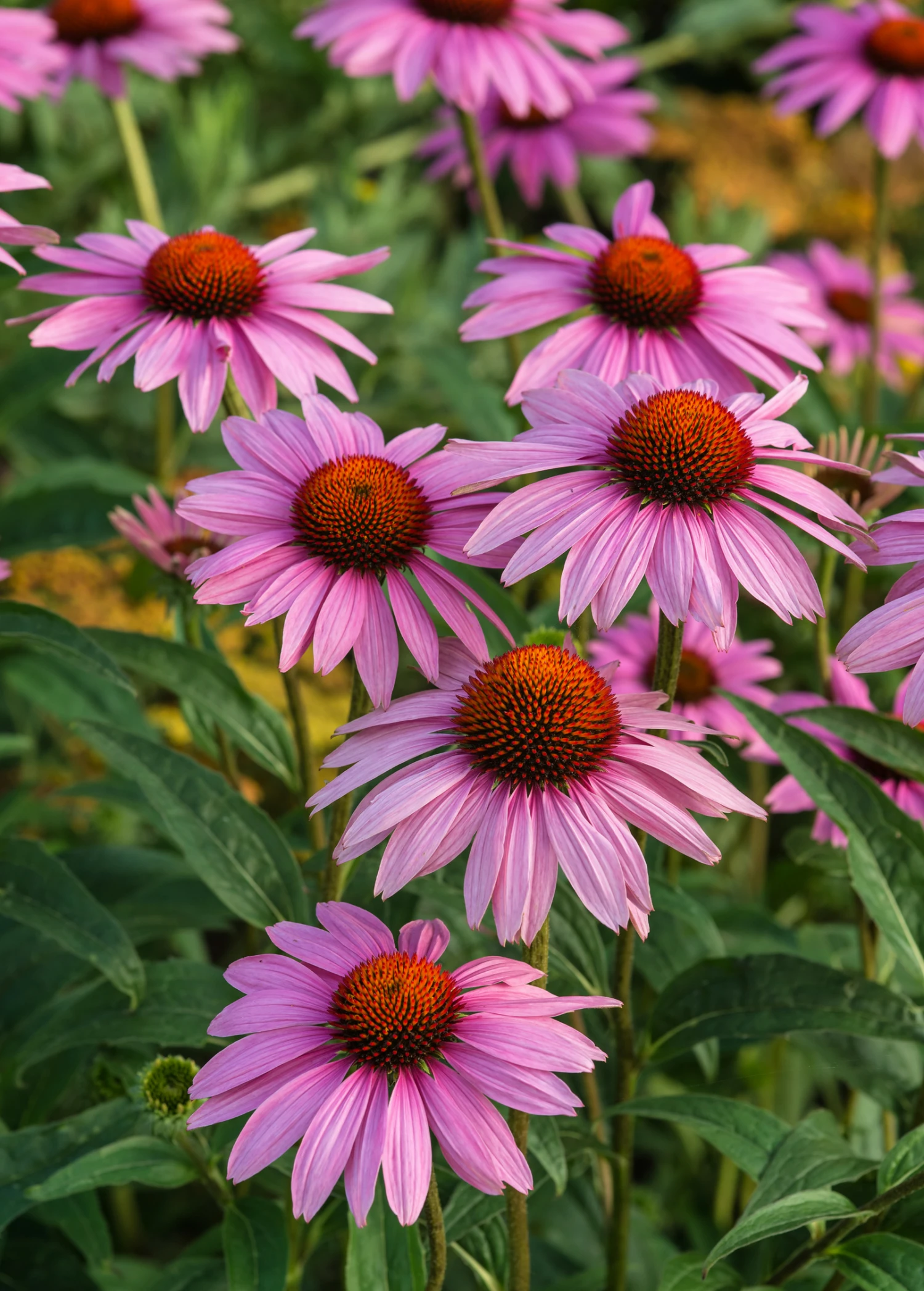 Echinacea, Purple Coneflower (Echinacea Purpurea) 1 Echinacea, Purple Coneflower (Echinacea Purpurea)