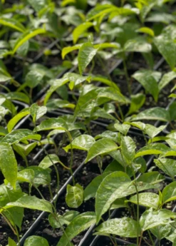 Passion Fruit Vine ‘Purple Possum’ (Passiflora Edulis) -Plant Seed Store purplepossompassionfruitsowexoticnursery