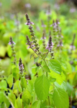 Tulsi 'Rama' (Ocimum Sanctum) -Plant Seed Store rama tulsi ocimum sanctum2