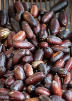 Red Finger Lime (Citrus Australasica) -Plant Seed Store redfingerlimefruittreeliveplantforsalesowexotic 2