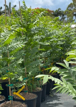 New Products -Plant Seed Store redhogplum