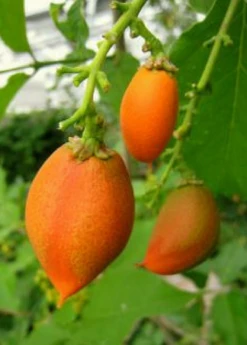 Peanut Butter Fruit (Bunchosia Argentea) -Plant Seed Store ripe peanut butter fruit 1