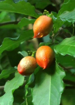 Peanut Butter Fruit (Bunchosia Argentea) -Plant Seed Store ripe peanut butter fruit 2
