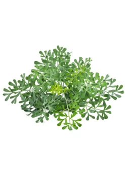 Rue (Ruta Graveolens) 12 Rue (Ruta Graveolens) -Plant Seed Store rueliveplantforsalesowexoticPrunellavulgaris 1