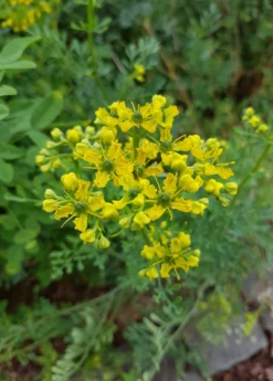 Rue (Ruta Graveolens) 11 Rue (Ruta Graveolens) -Plant Seed Store rueliveplantforsalesowexoticPrunellavulgaris 2