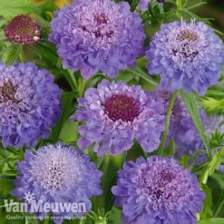 Garden Ready Perennial Collection -Plant Seed Store scabiosa
