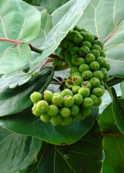 Sea Grape (Coccoloba Uvifera) 10 Sea Grape (Coccoloba Uvifera) -Plant Seed Store seagrapeCoccolobauviferaplantforsalesowexotic 1