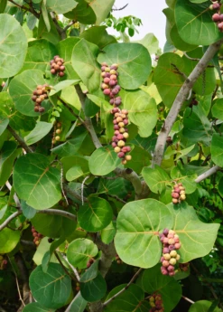 Sea Grape (Coccoloba Uvifera)