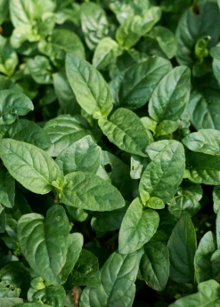 Self Heal Herb (Prunella Vulgaris) 5 Self Heal Herb (Prunella Vulgaris) -Plant Seed Store selfhealliveplantforsalesowexoticPrunellavulgaris