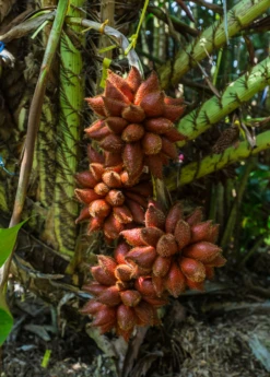 New Products -Plant Seed Store snake fruit salacca fruit tree croppex jpg