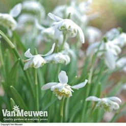 Snowdrops In The Green (Double Flowered) -Plant Seed Store snow v18342 d