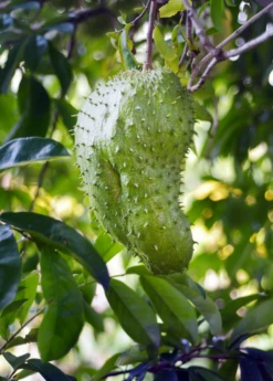 Soursop (Annona Muricata) -Plant Seed Store soursop fruit tree