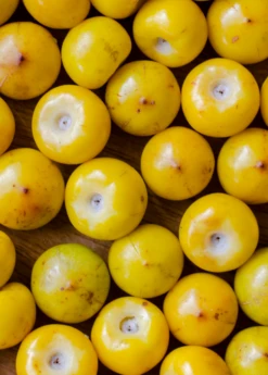 Nance (Byrsonima Crassifolia) -Plant Seed Store sowexoticplantnurserygardennancenanche byrsonima crassifolia