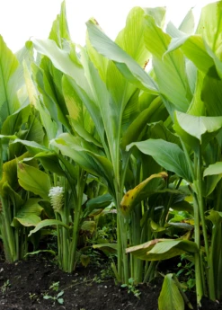 Turmeric, Orange (Curcuma Longa) -Plant Seed Store sowexoticplantnurseryturmeric