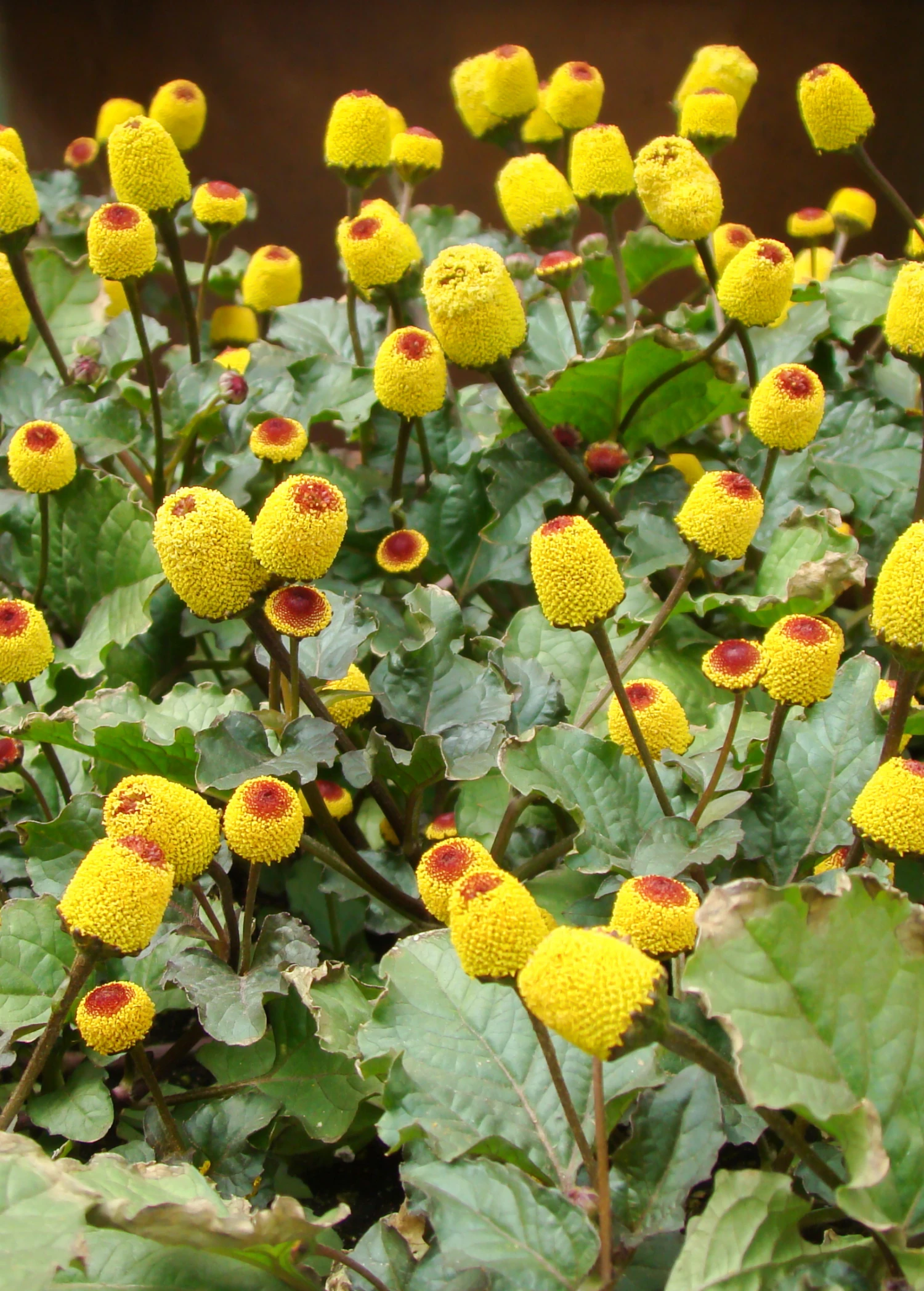 Electric Daisy Toothache Plant (Spilanthes Acmella) 1 Electric Daisy Toothache Plant (Spilanthes Acmella)
