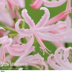 Nerine Bowdenii Collection -Plant Seed Store stefani
