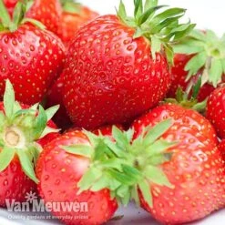 Strawberry 'Elsanta' (Pre-planted Baskets) -Plant Seed Store strawbe