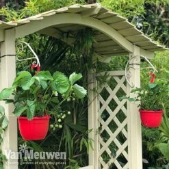 Strawberry 'Elsanta' (Pre-planted Baskets) -Plant Seed Store strawberr