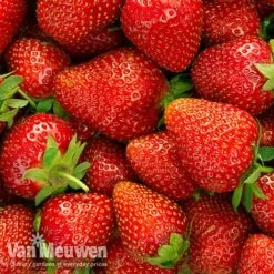 Strawberry 'Elsanta' (Pre-planted Baskets) -Plant Seed Store strawberryb