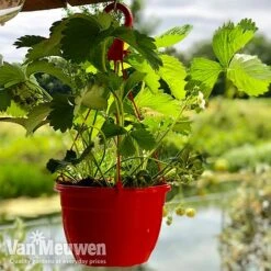 Strawberry 'Elsanta' (Pre-planted Baskets) -Plant Seed Store strawberrybasket