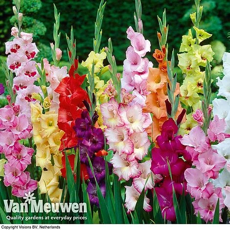 Summer Colour Bulb Collection 2 Summer Colour Bulb Collection - Image 2