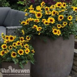 Sunflower SunBelievable™ 'Brown Eyed Girl' -Plant Seed Store sunb