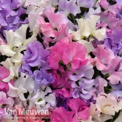 Sweet Pea 'Sweet Dreams Mixed' -Plant Seed Store sweet21