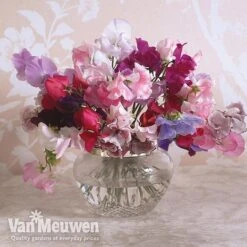 Sweet Pea 'Sweet Dreams Mixed' -Plant Seed Store sweet5
