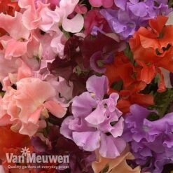 Sweet Pea 'Sweet Dreams Mixed' -Plant Seed Store sweet51