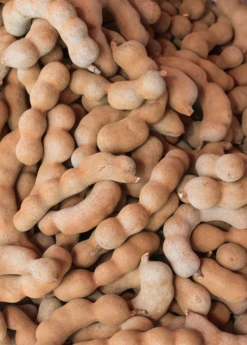 Tamarind (Tamarindus Indica) -Plant Seed Store sweetthaitamarindsowexotic 1