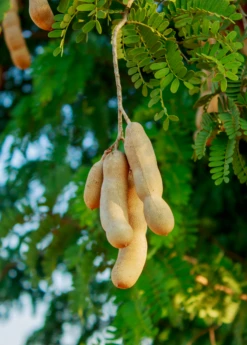 Tamarind (Tamarindus Indica) -Plant Seed Store sweetthaitamarindsowexotic 2