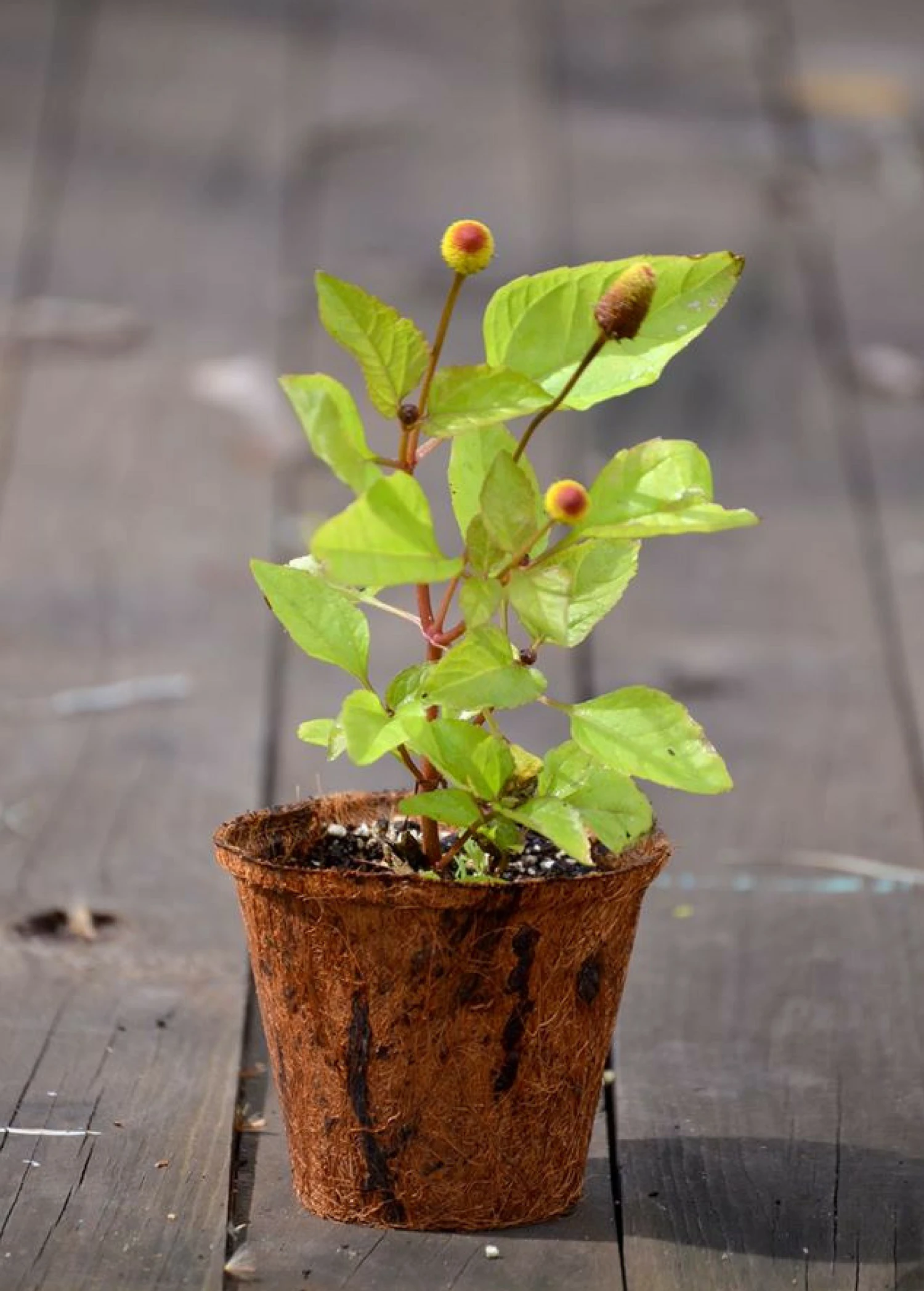Electric Daisy Toothache Plant (Spilanthes Acmella) 4 Electric Daisy Toothache Plant (Spilanthes Acmella) - Image 4