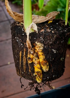 Turmeric, Orange (Curcuma Longa) -Plant Seed Store turmeric Curcuma longa root plant in a pot