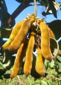 Velvet Bean (Mucuna Pruriens) 10 Velvet Bean (Mucuna Pruriens) -Plant Seed Store velvet bean mucana pruriens