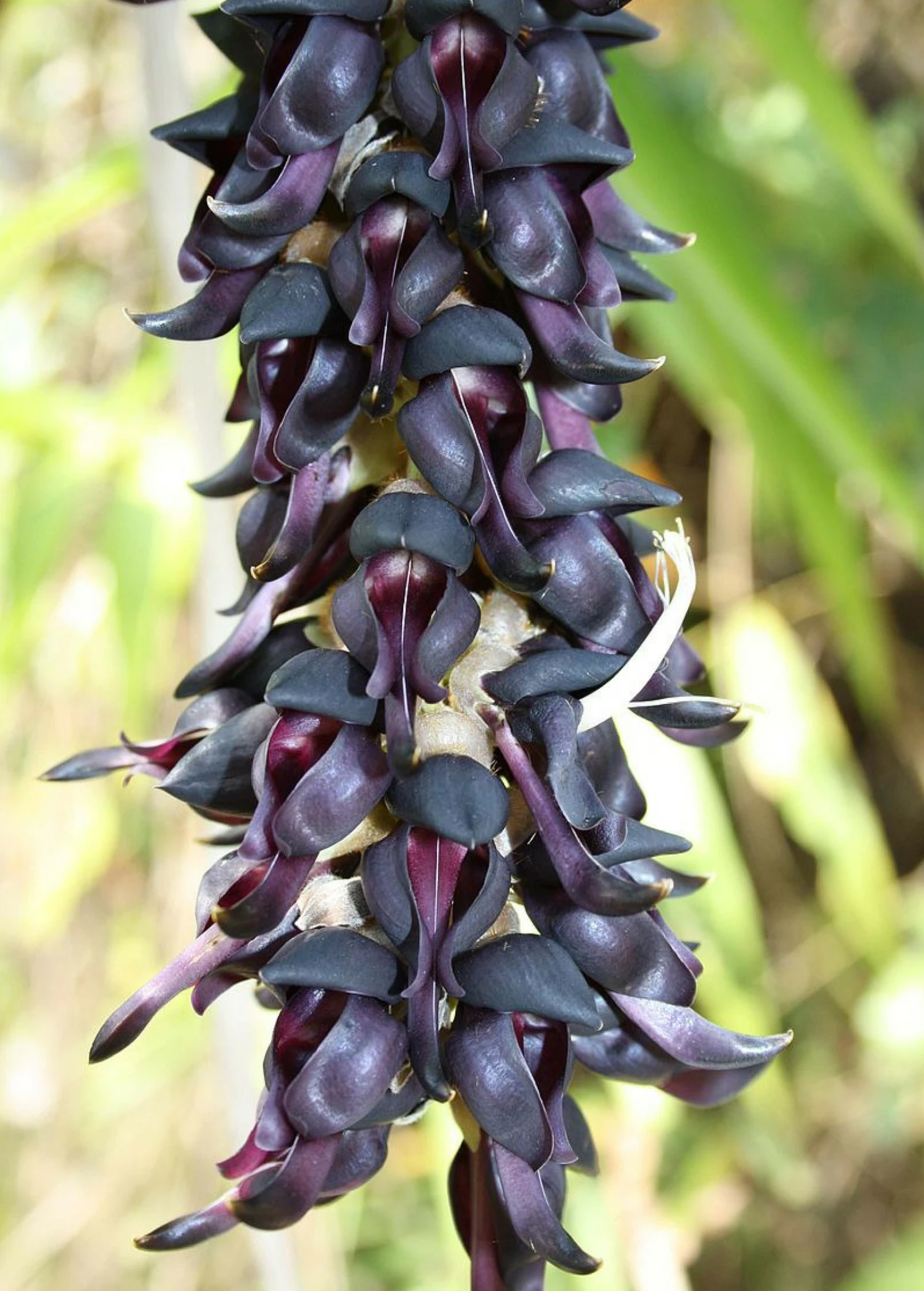 Velvet Bean (Mucuna Pruriens) 6 Velvet Bean (Mucuna Pruriens) - Image 6