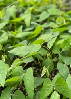 Velvet Bean (Mucuna Pruriens) 9 Velvet Bean (Mucuna Pruriens) -Plant Seed Store velvetbeanPlantSowExotic