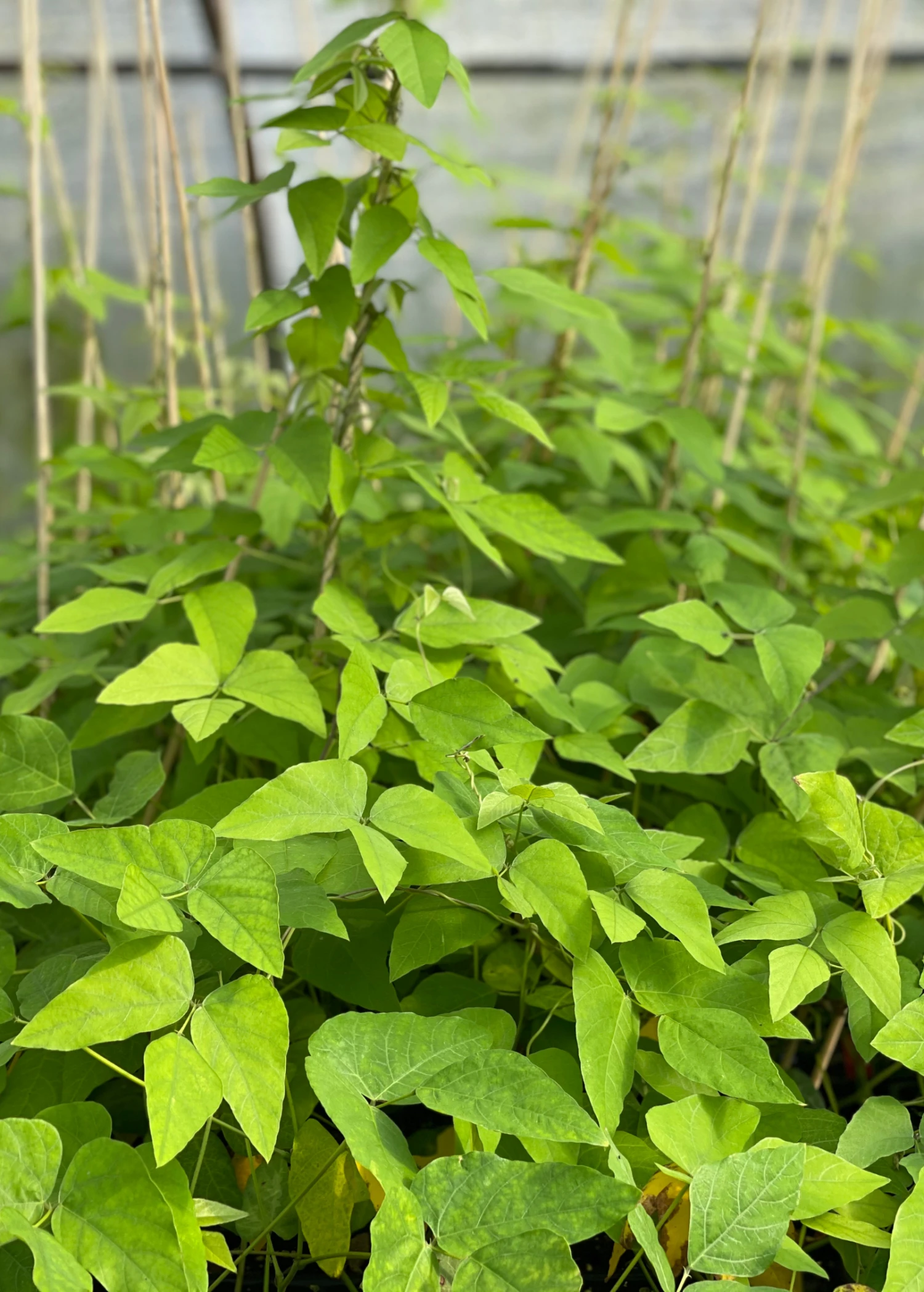 Velvet Bean (Mucuna Pruriens) 2 Velvet Bean (Mucuna Pruriens) - Image 2