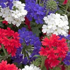 New Products 7 Verbena 'Union Jack'
