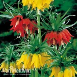 Fritillaria Imperialis 'Collection' -Plant Seed Store vfrit duo
