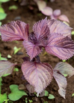 Vietnamese Perilla, Lá Tía Tô (Perilla Frutescens) 5 Vietnamese Perilla, Lá Tía Tô (Perilla Frutescens) -Plant Seed Store vietnamese perilla plants for sale SowExotic.com