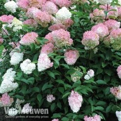 Hydrangea Paniculata 'Vanille Fraise' 12 Hydrangea Paniculata 'Vanille Fraise' -Plant Seed Store vmvan4