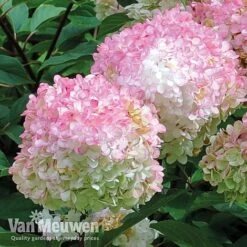 Hydrangea Paniculata 'Vanille Fraise' 13 Hydrangea Paniculata 'Vanille Fraise' -Plant Seed Store vmvan5
