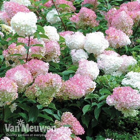 Hydrangea Paniculata 'Vanille Fraise' 7 Hydrangea Paniculata 'Vanille Fraise' - Image 7