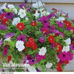 Petunia Surfinia® Collection -Plant Seed Store vsurf
