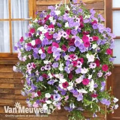 Petunia Surfinia® Collection -Plant Seed Store vsurf3