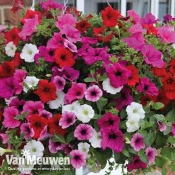 Petunia Surfinia® Collection -Plant Seed Store vsurf5