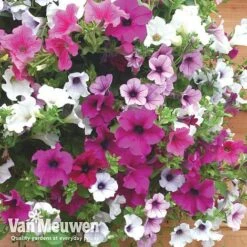 Petunia Surfinia® Collection -Plant Seed Store vsurf6